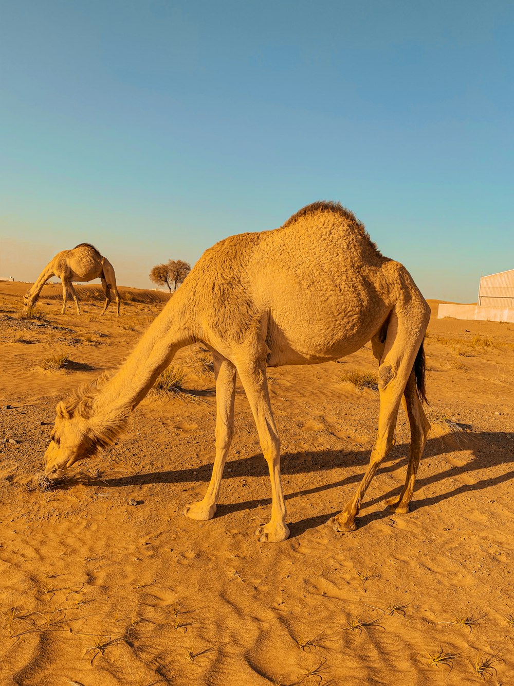 a camel grazing in the middle of a desert