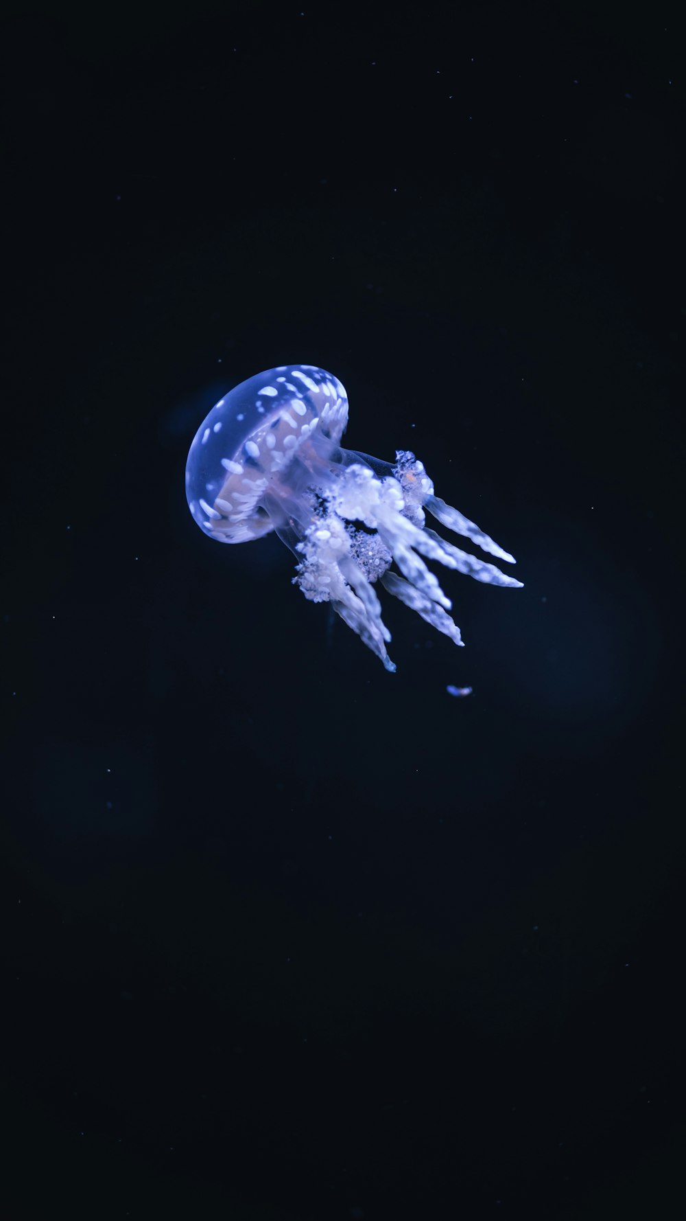 a jellyfish floating in the dark water