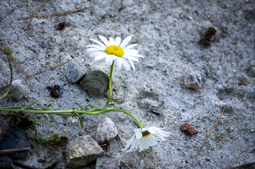 a single white flower sitting on top of a rock