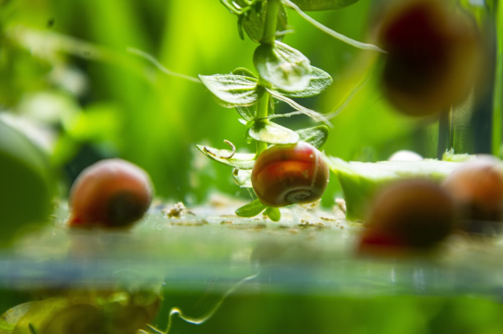 a close up of a plant with fruit on it