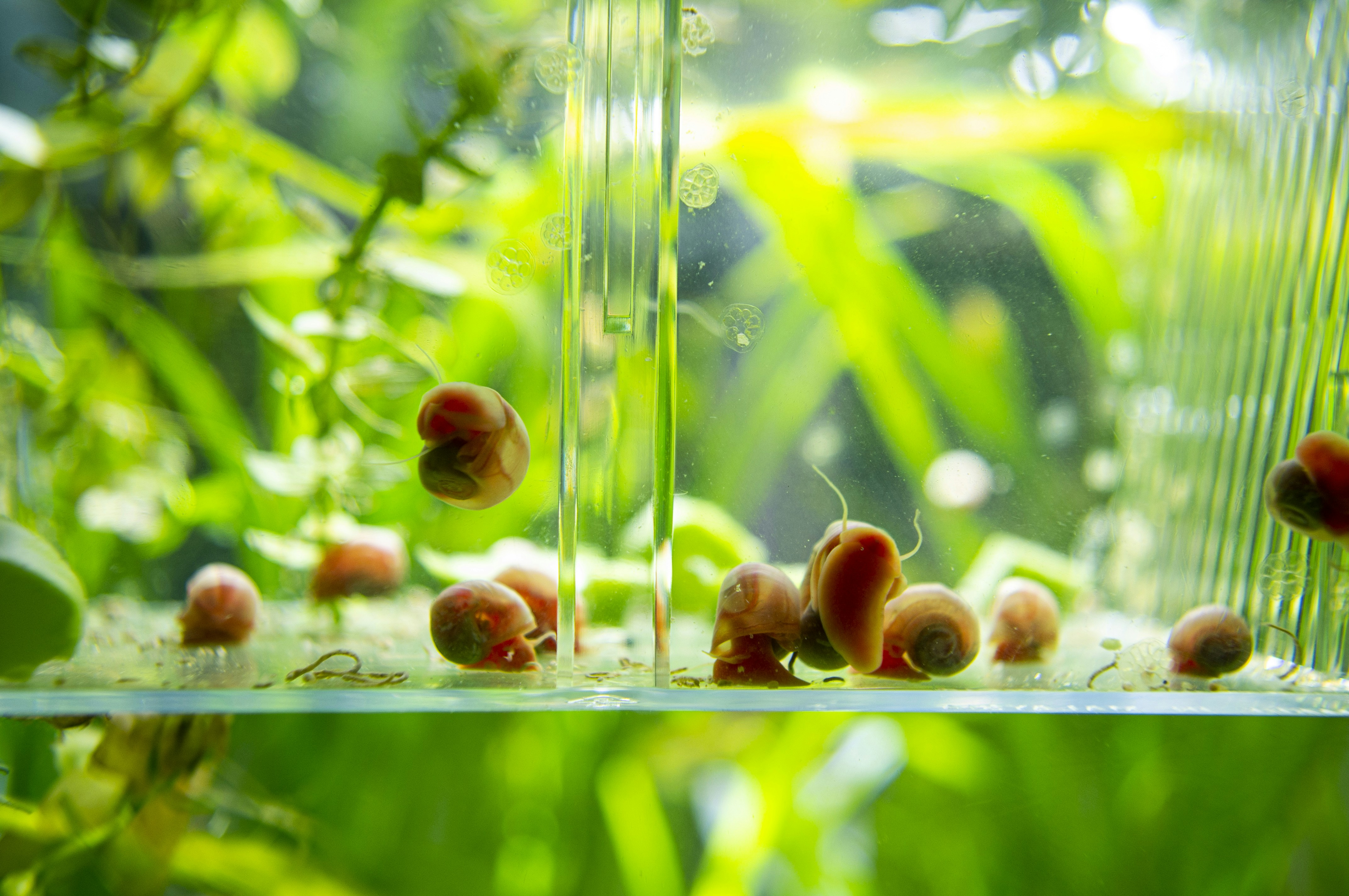 Ramshorn snails and eggs inside a floating basket