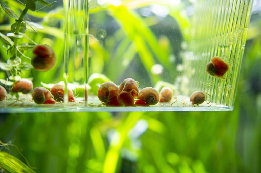 a group of snails crawling on a plant