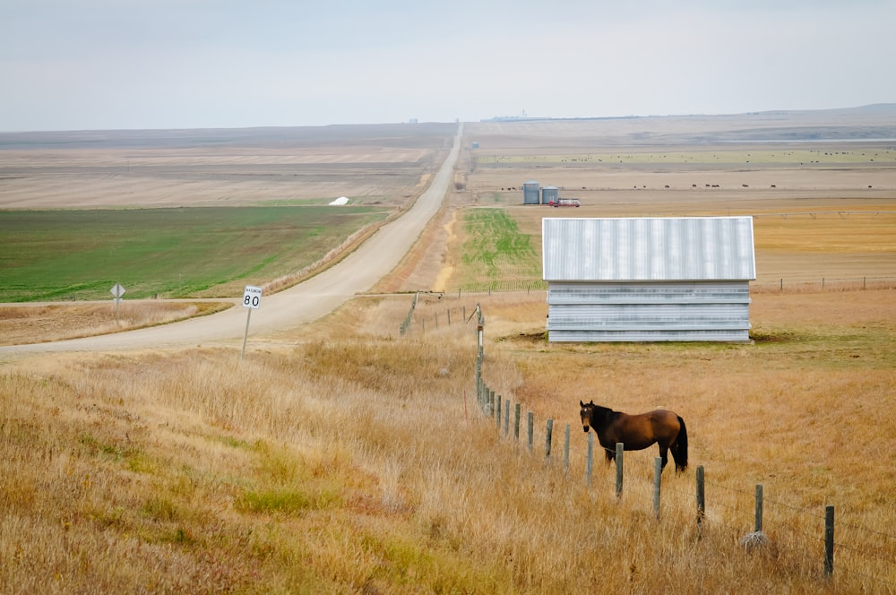 a brown horse standing on top of a dry grass field