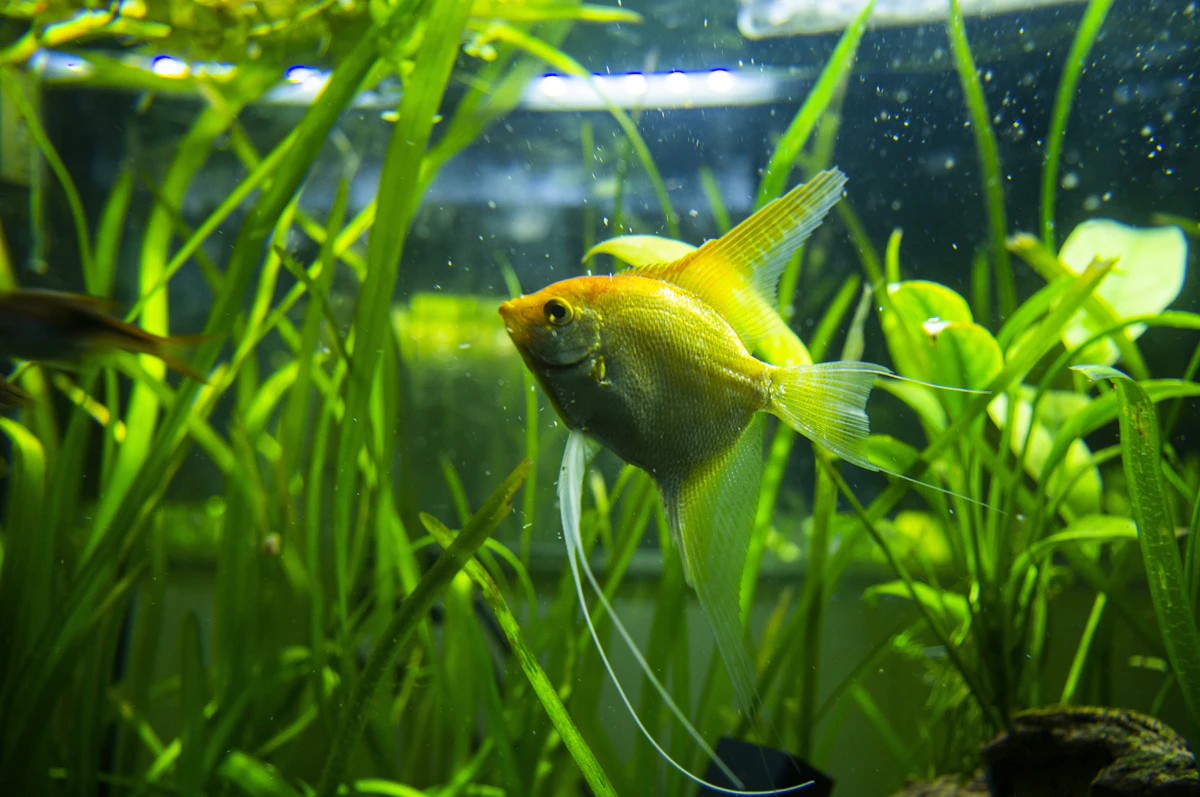 Peces comiendo alimento congelado en un acuario