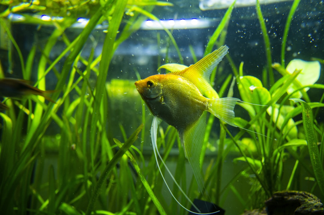 A golden angelfish in a healthy aquarium environment