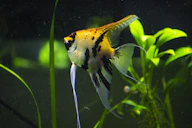 a yellow and black fish in an aquarium