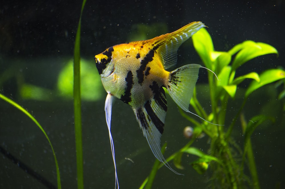 a yellow and black fish in an aquarium