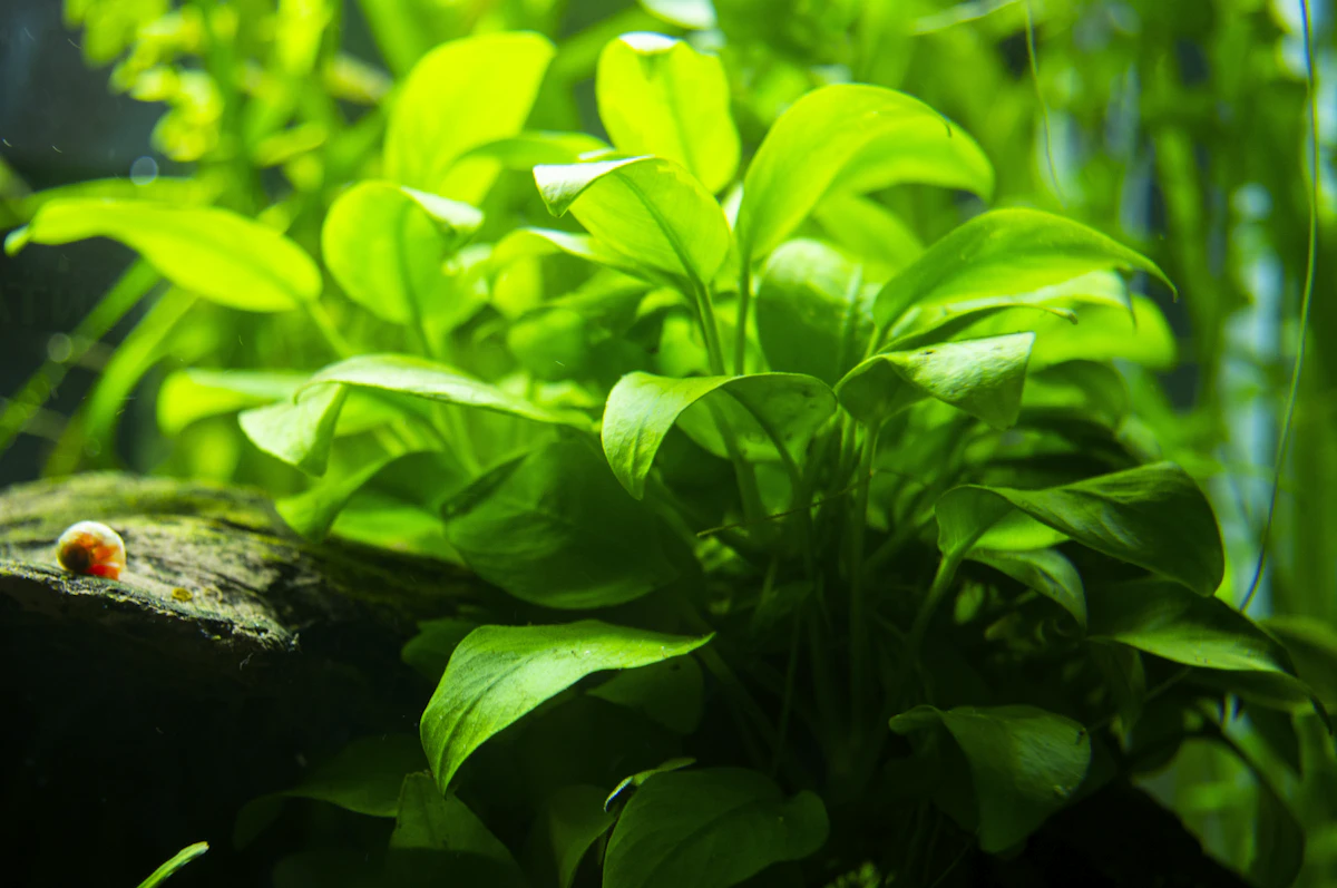 Acuario plantado con escondites y decoración natural