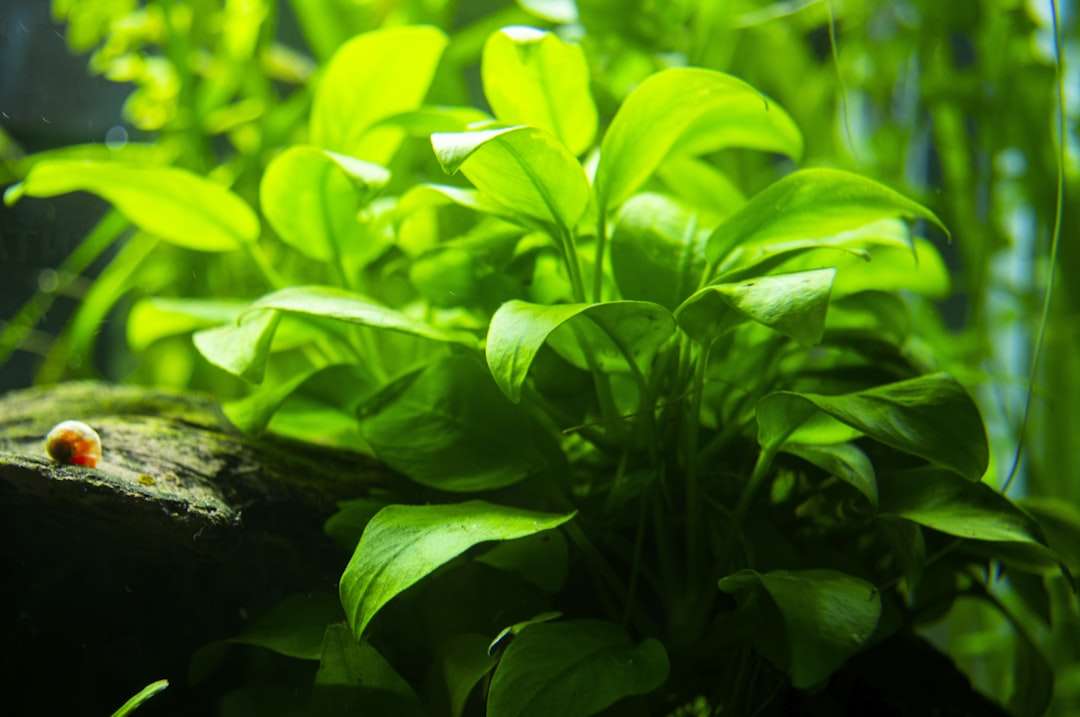Anubias plant growing in an aquarium - a healthy epiphyte similar to Java Fern