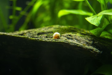 a snail is sitting on a mossy log