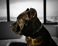 a dog sitting on a couch in front of a window