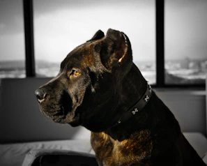 a dog sitting on a couch in front of a window