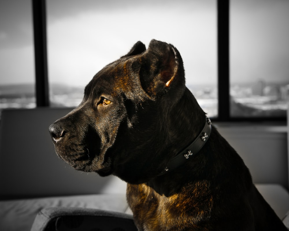 a dog sitting on a couch in front of a window