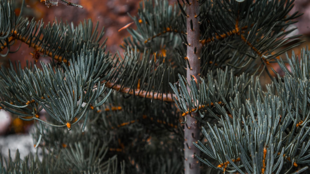 a close up of a pine tree branch