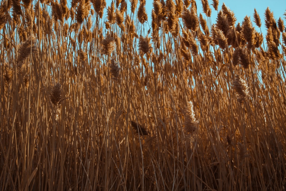 a field of tall brown grass under a blue sky