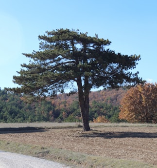 a lone tree in the middle of a field