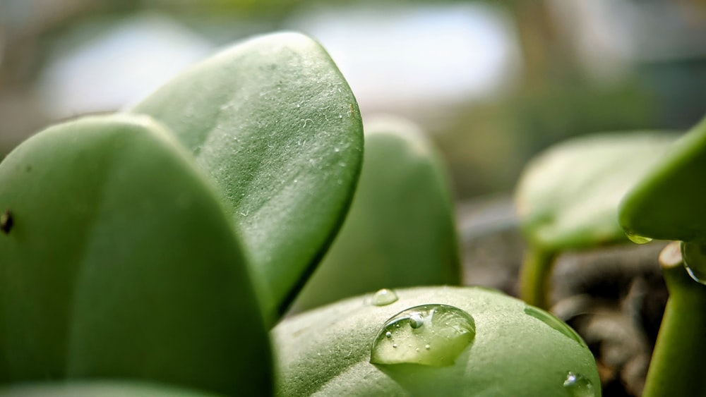 a close up of a plant with drops of water on it