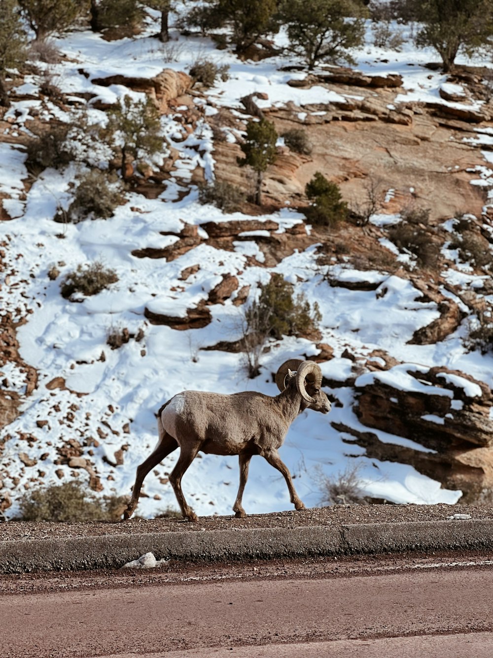 Ein Widder, der im Schnee eine Straße entlang geht