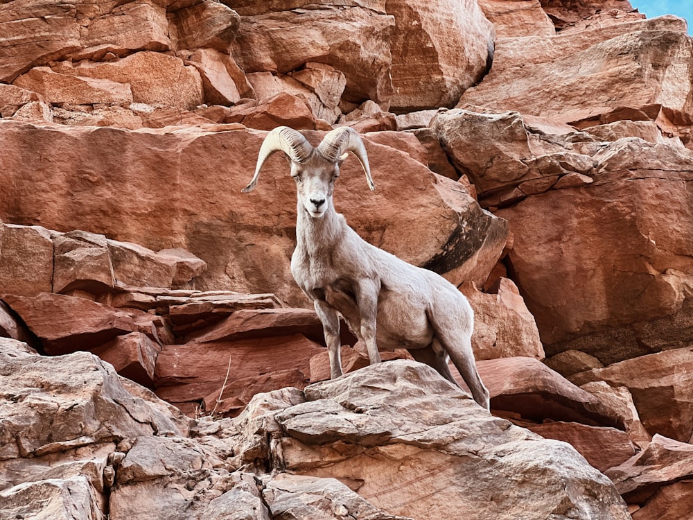Una cabra montés de pie en la cima de una ladera rocosa
