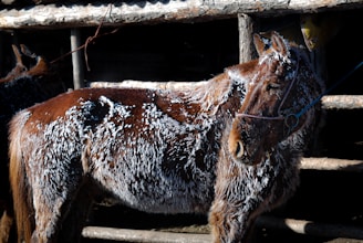 A horse is covered in frost and ice, standing next to a wooden structure. The animal appears to be cold with its fur covered in white icy patches, suggesting a chilly environment.