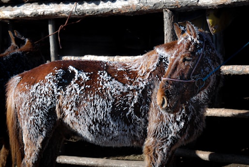 A horse is covered in frost and ice, standing next to a wooden structure. The animal appears to be cold with its fur covered in white icy patches, suggesting a chilly environment.