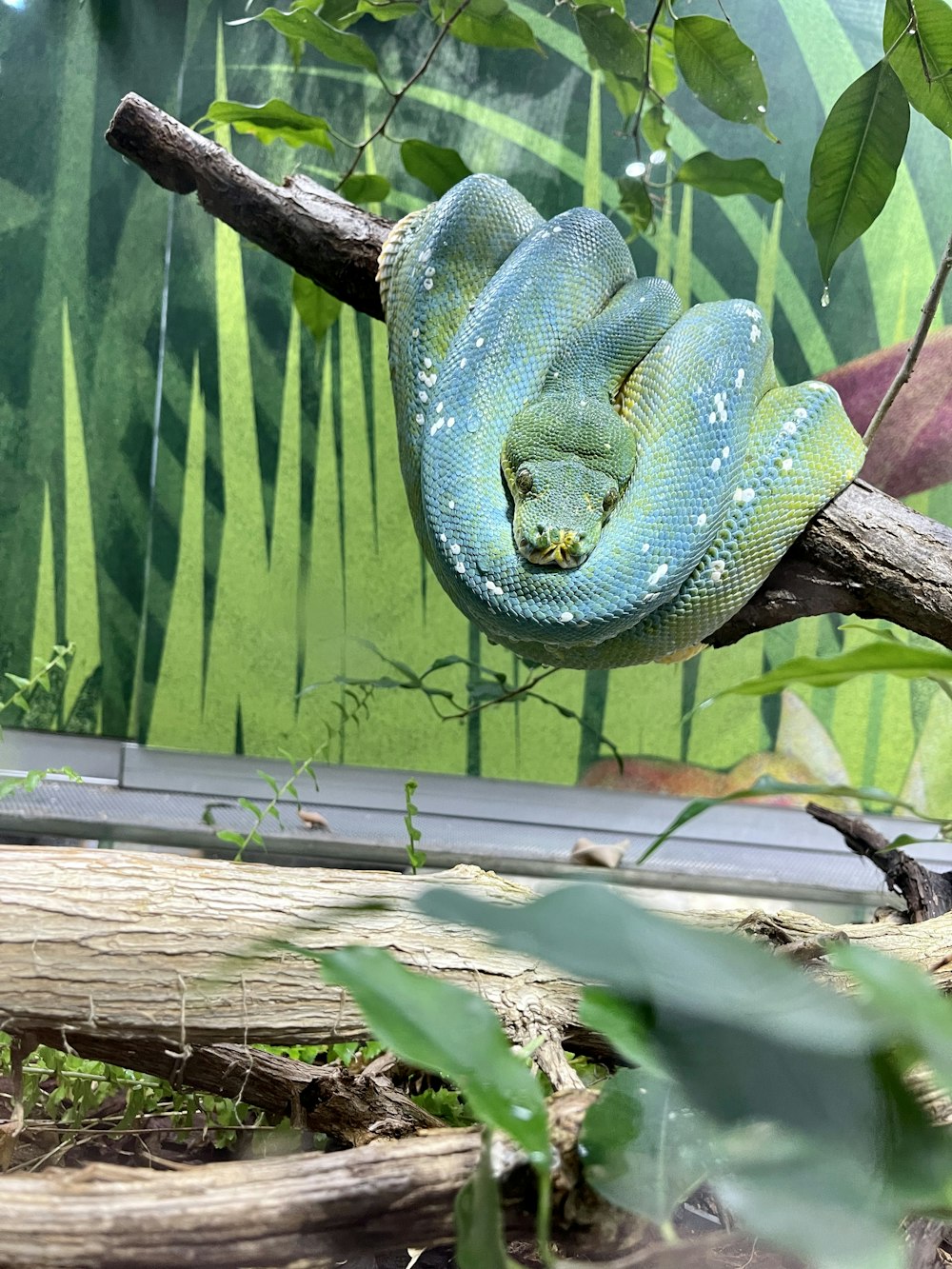 a green snake sitting on top of a tree branch