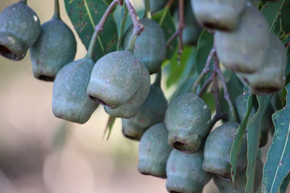 a bunch of green fruit hanging from a tree