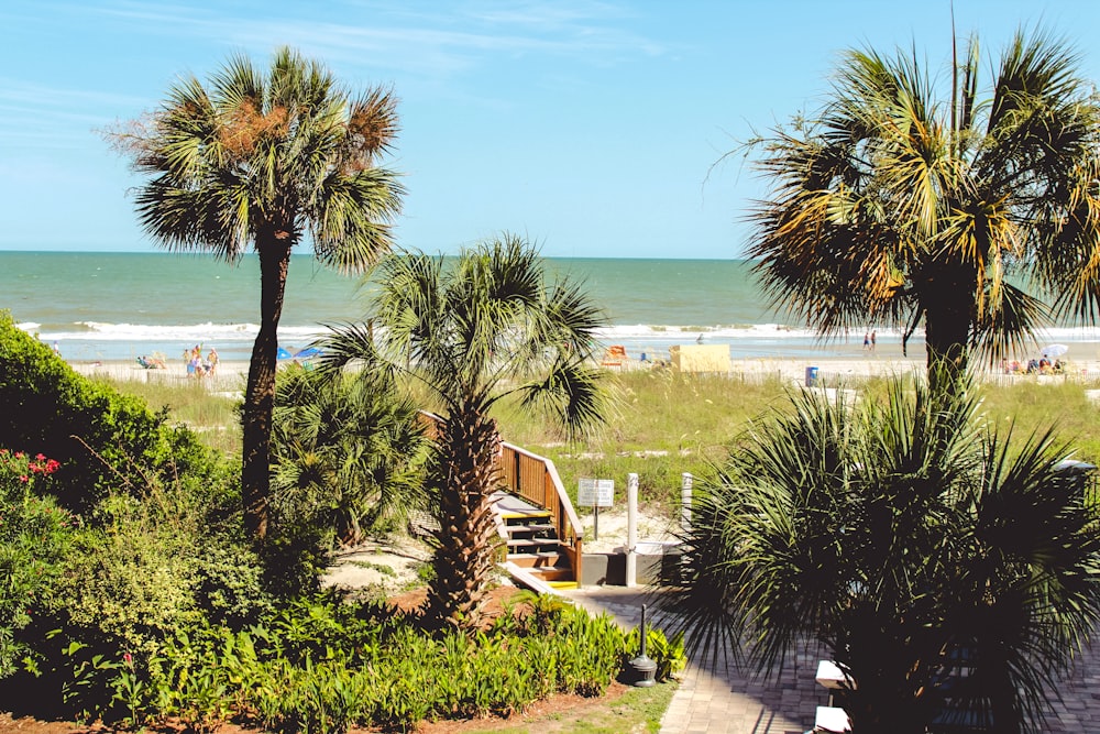 a view of a beach with palm trees