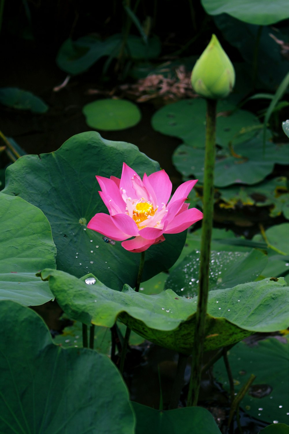 a pink flower is blooming in a pond