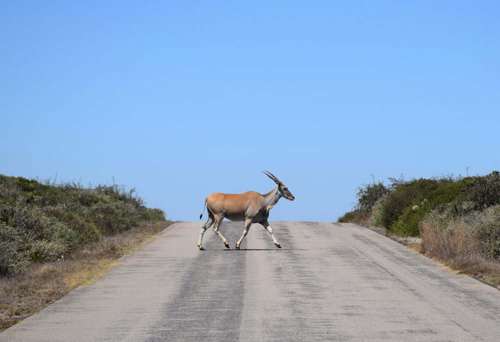 an antelope crossing a road in the middle of nowhere