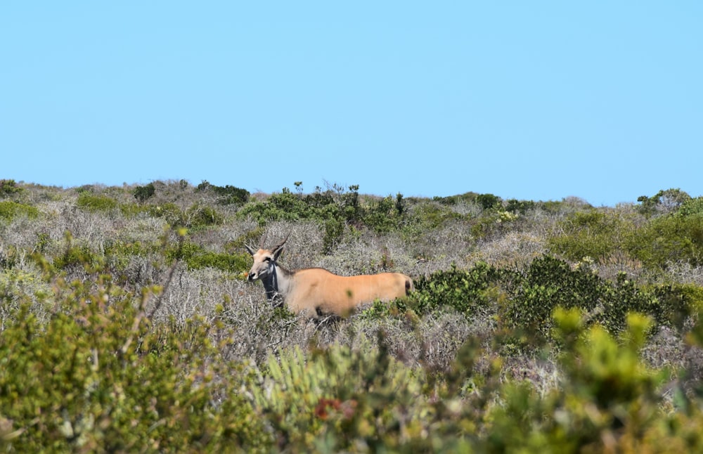 a large animal standing in the middle of a field