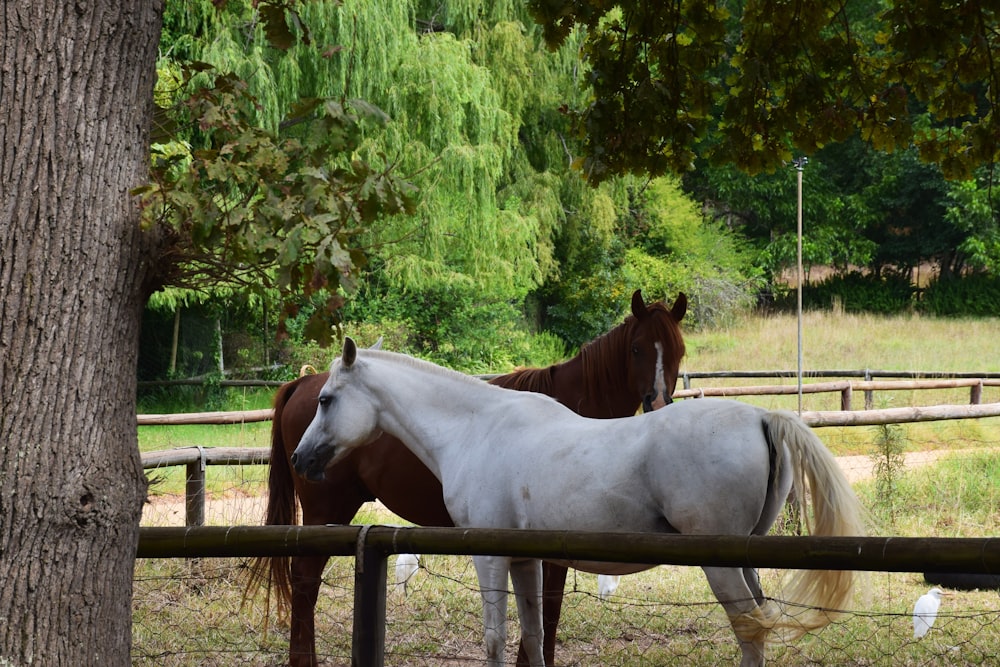 two horses standing next to each other in a fenced in area
