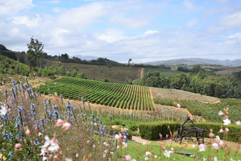 a scenic view of a vineyard with a bench in the foreground