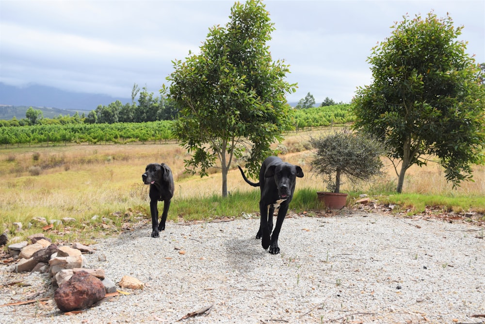 a couple of black dogs walking across a dirt field