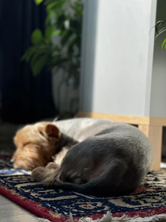 Pets peacefully resting on a plush rug that's been treated for stains and odors, with palm trees visible outside a window.