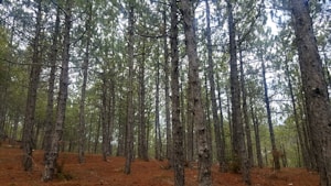 Pino Natural Premium