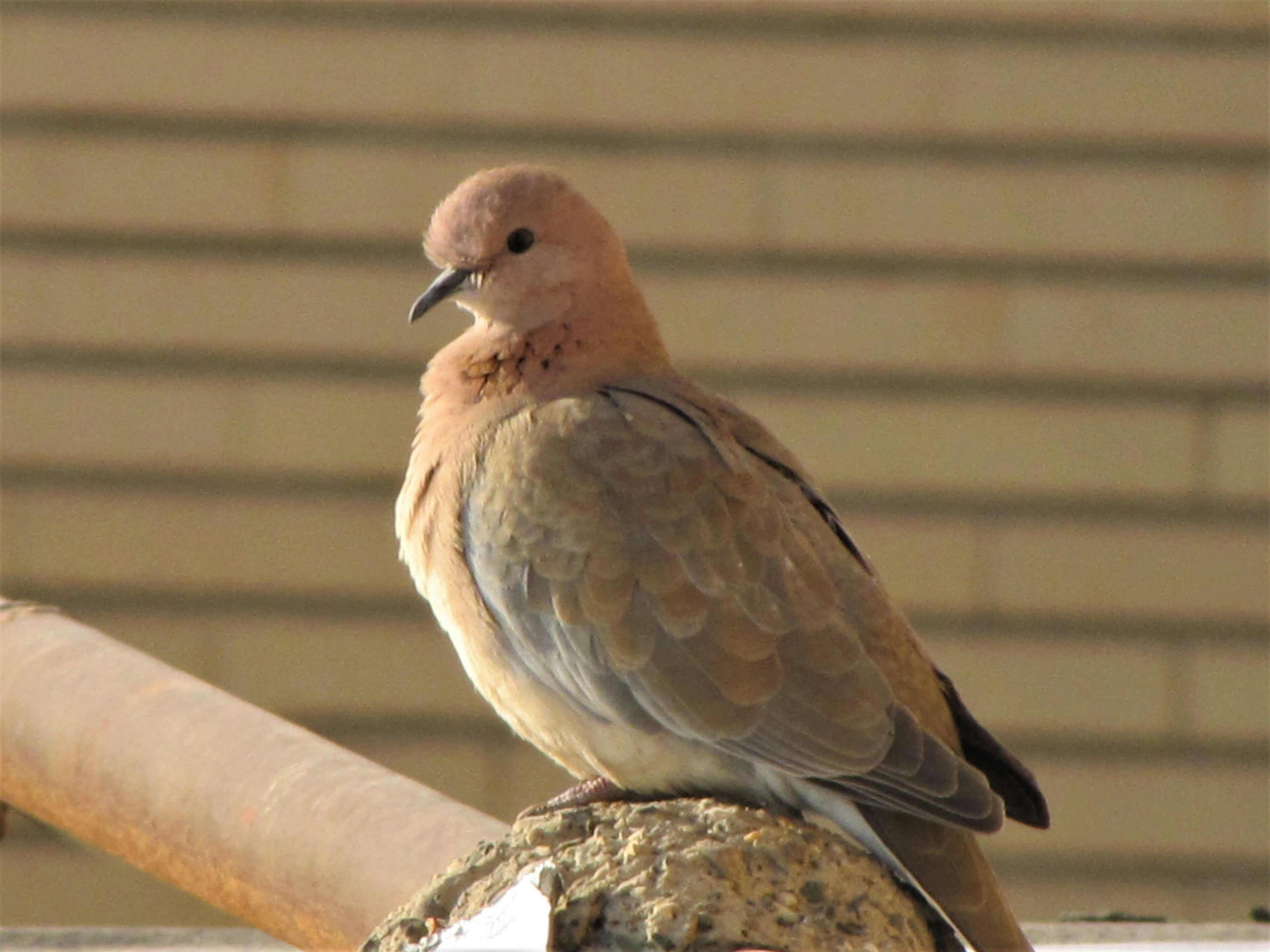 Photo by halftimesamurai