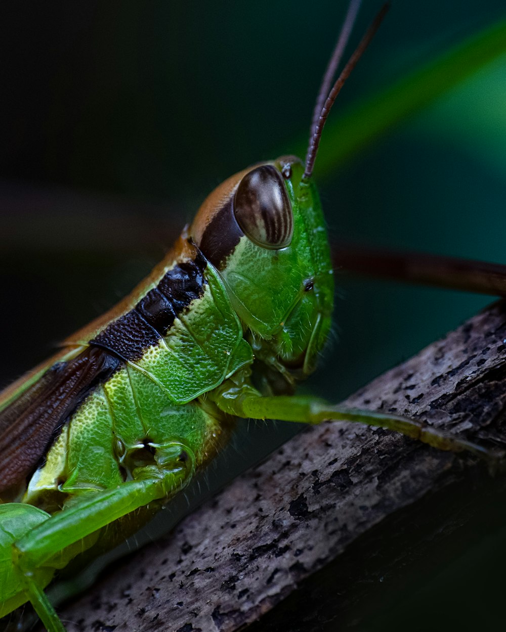 um close up de um inseto verde em um galho