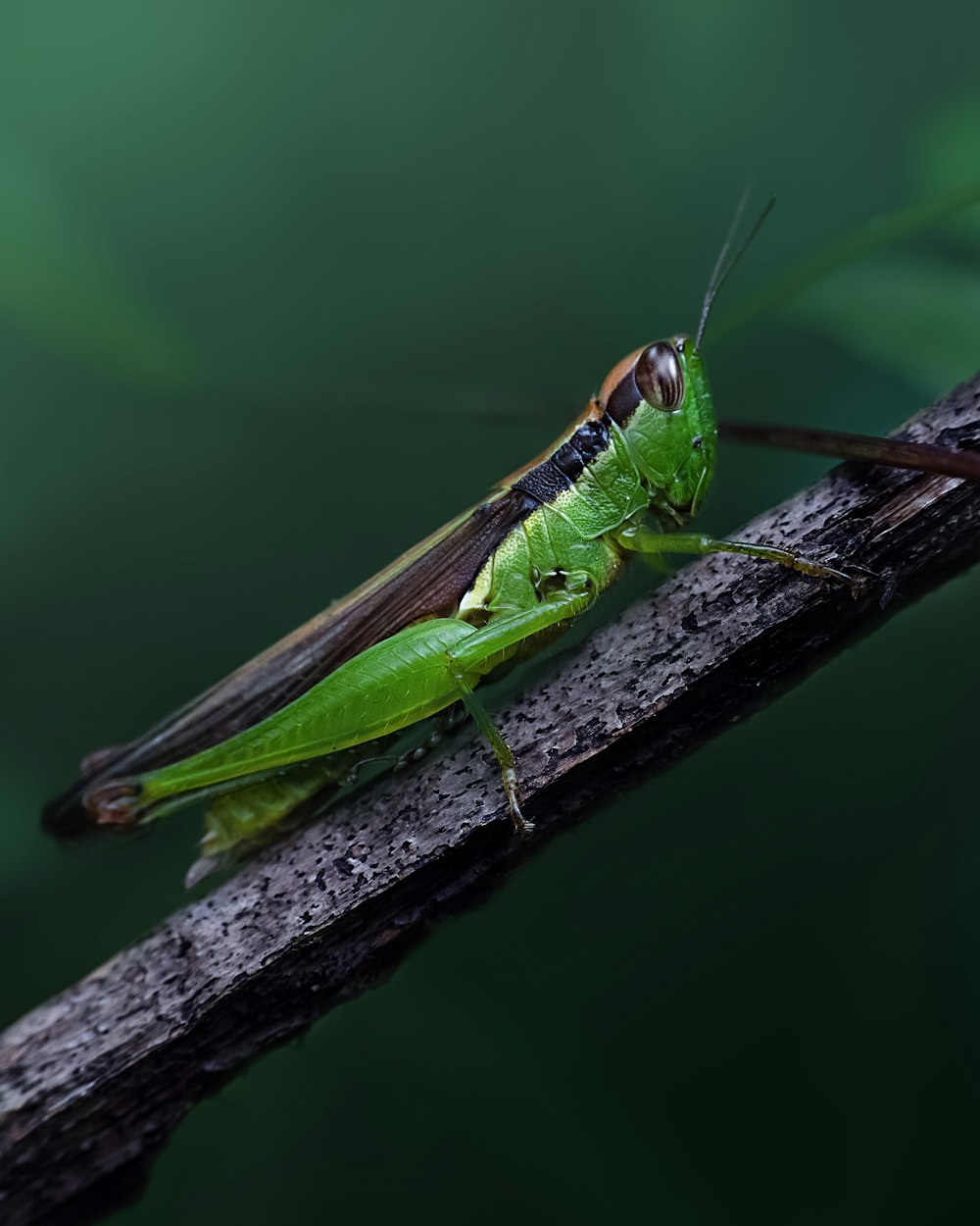 a close up of a grasshopper on a branch