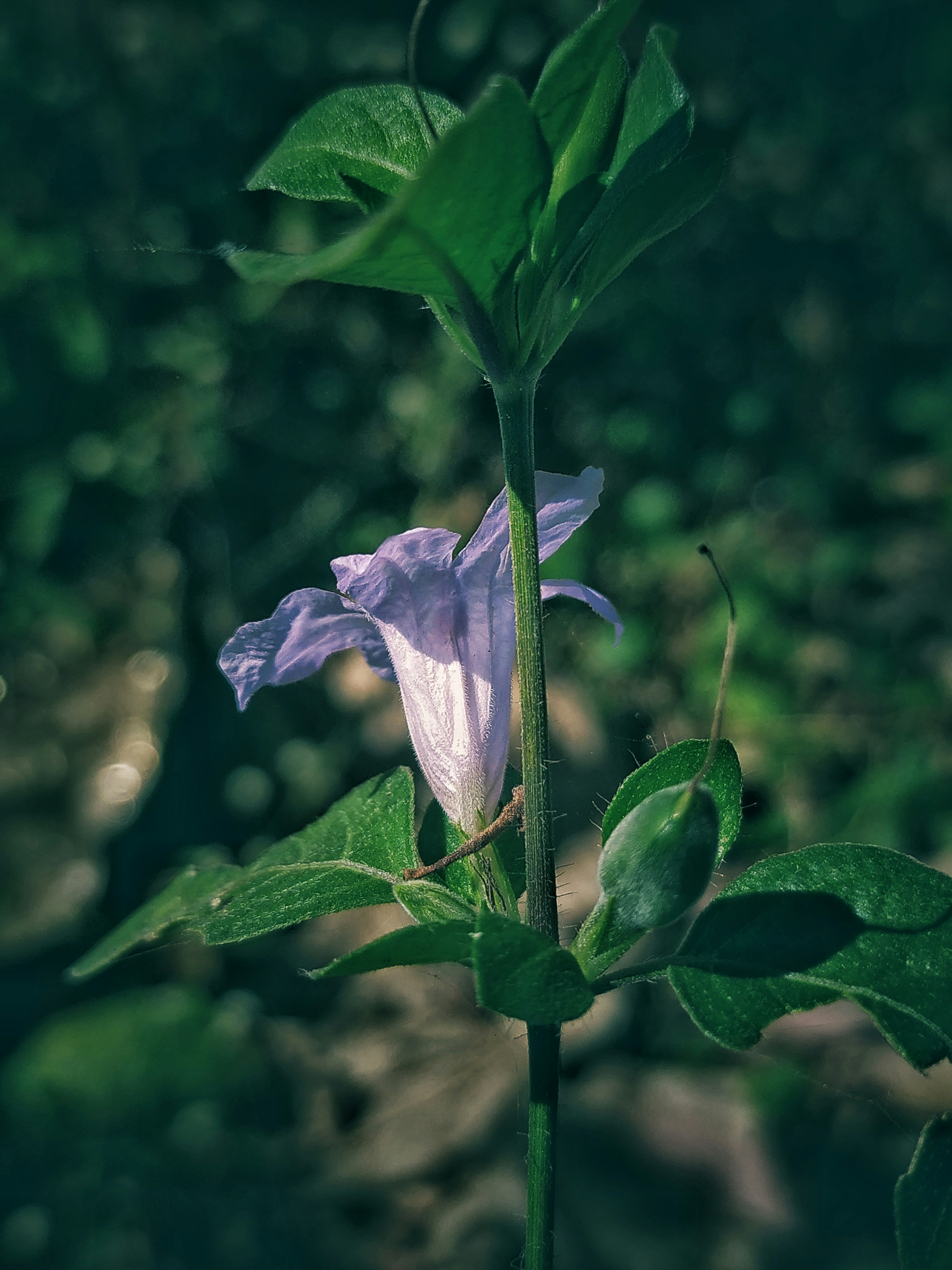 Photo by anosh12