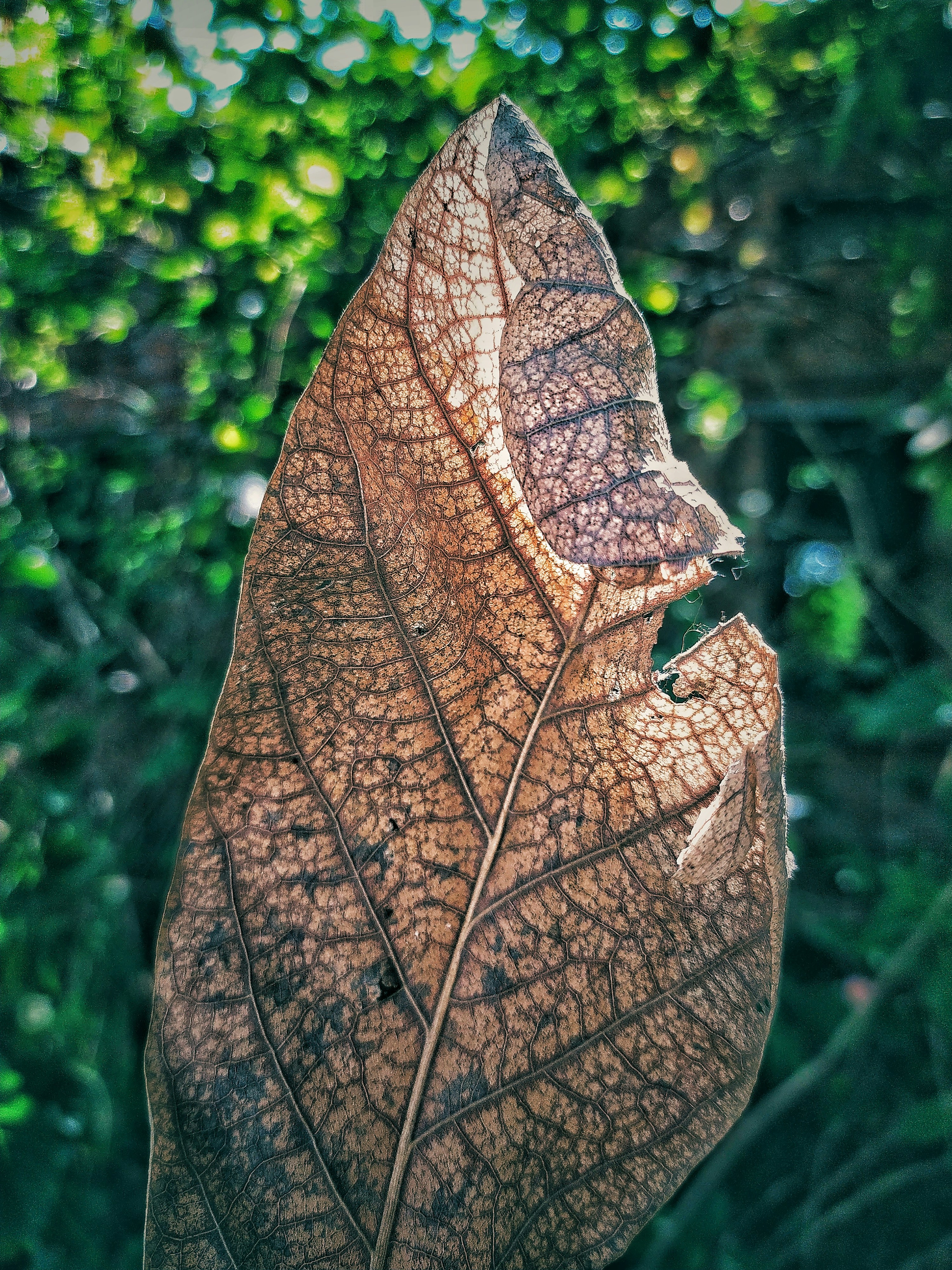 Photo by anosh12