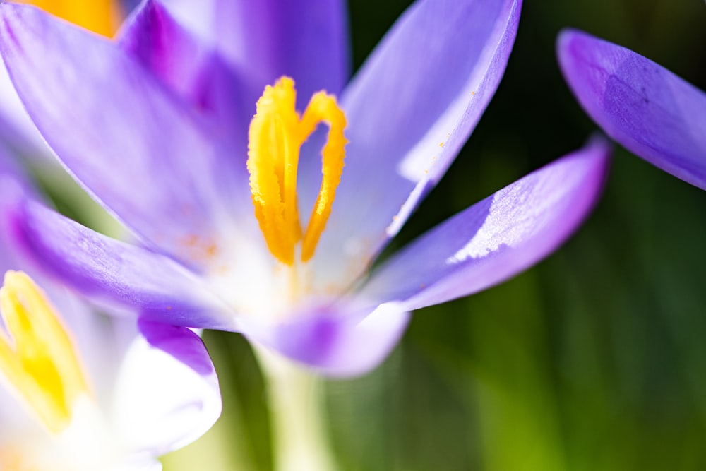 a close up of a purple flower with yellow stamen