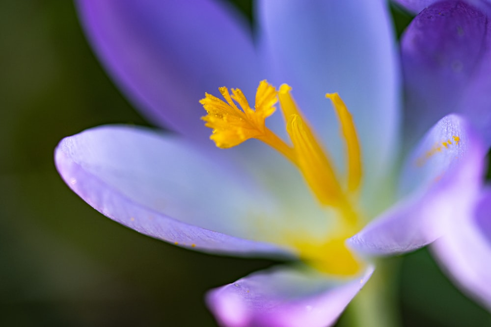 a close up of a purple flower with yellow stamen