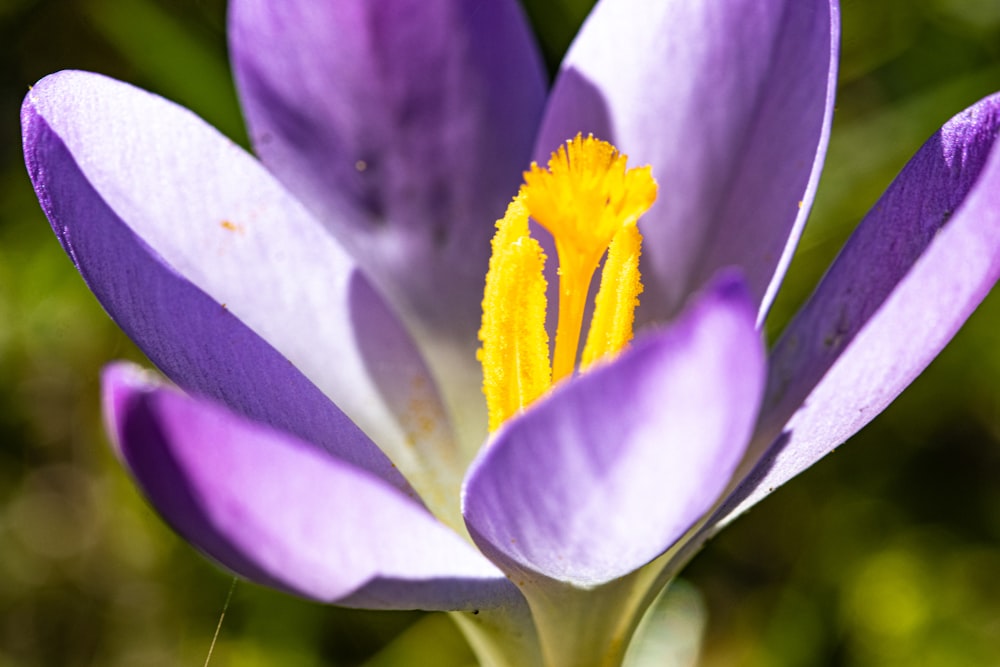 a close up of a purple flower with yellow stamen