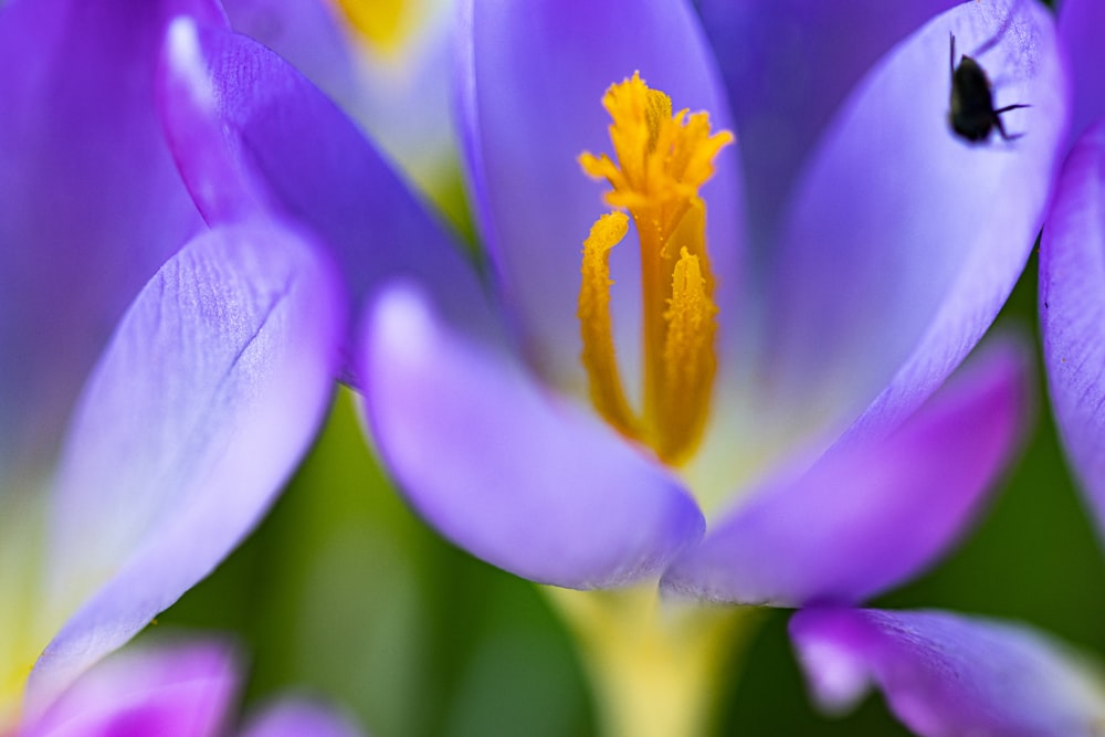 a close up of a purple flower with yellow stamen