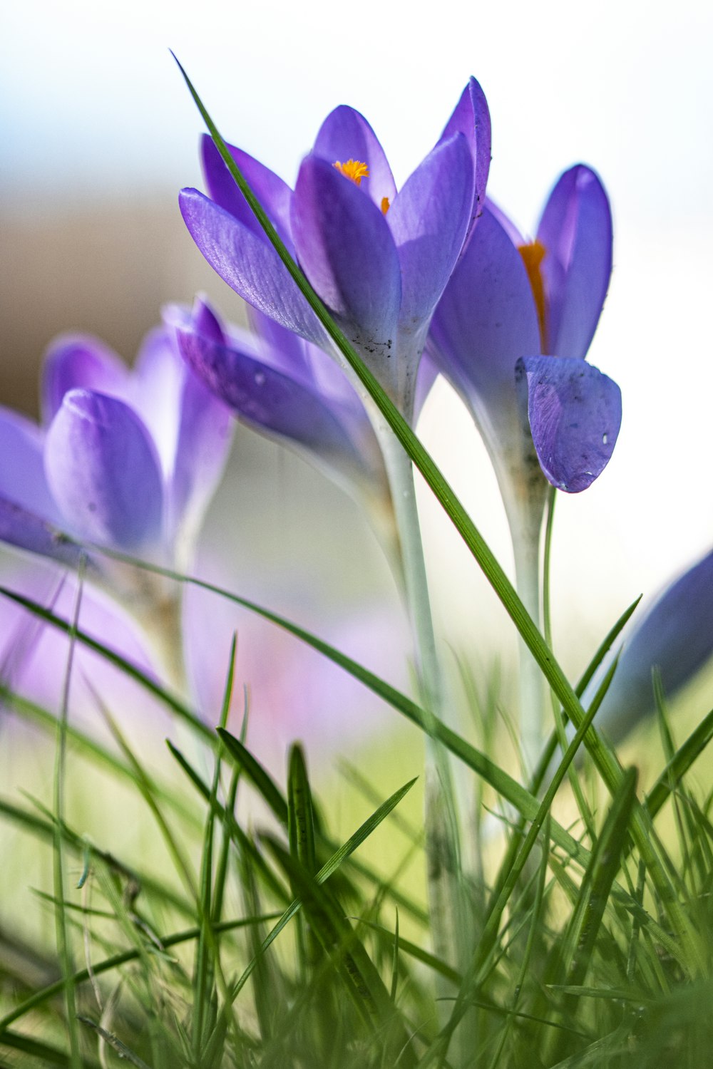 a group of purple flowers sitting on top of a lush green field