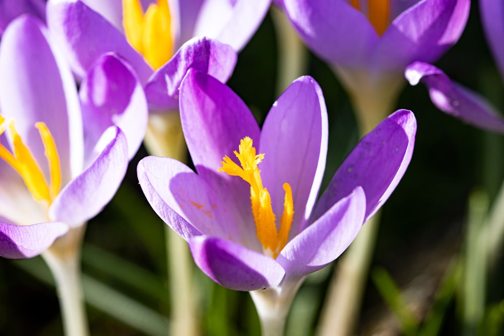 a group of purple flowers with yellow stamens