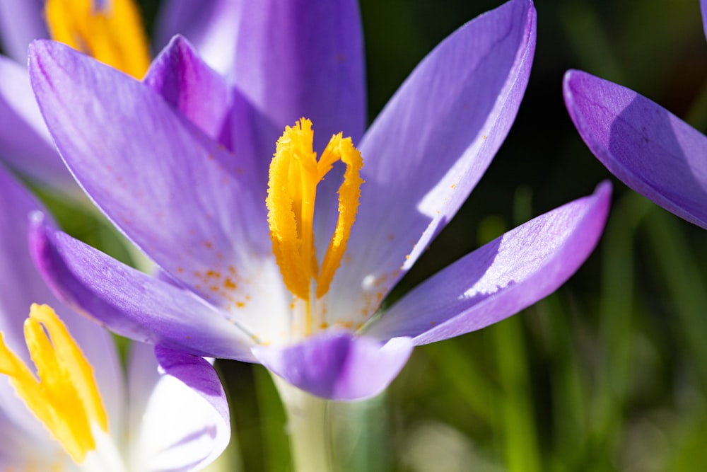 a group of purple flowers with yellow stamens