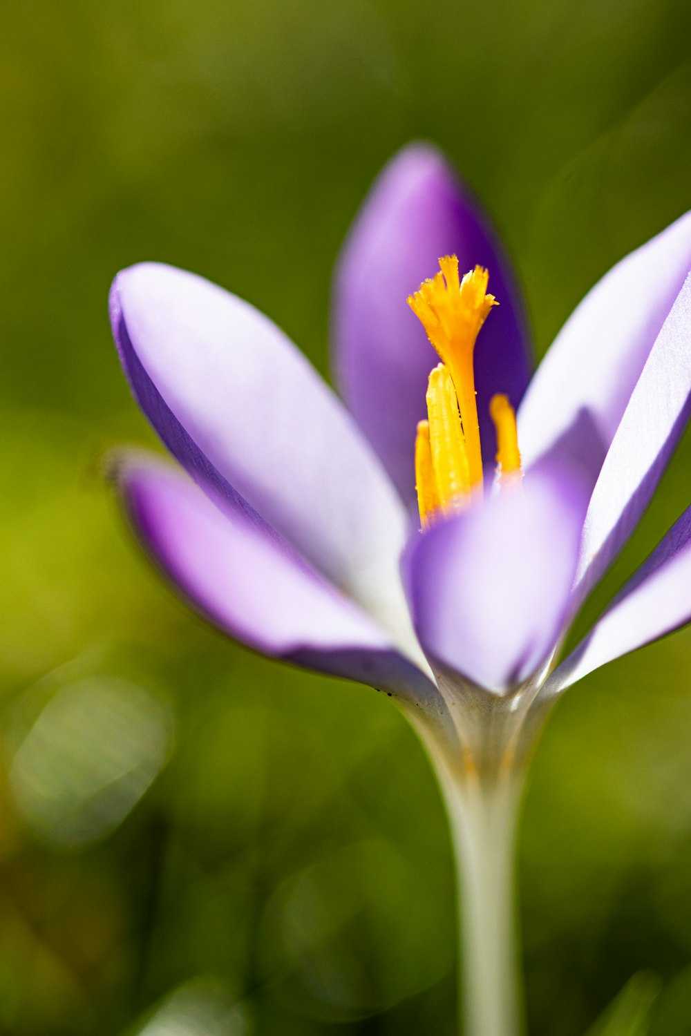 a close up of a purple flower with yellow stamen