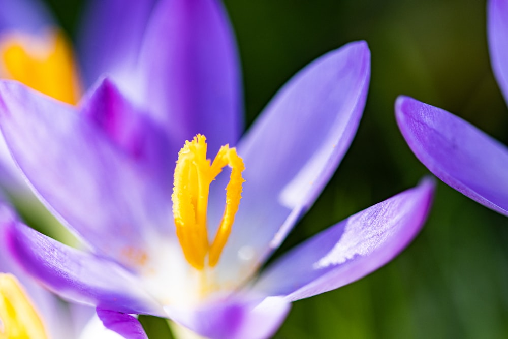 a close up of a purple flower with yellow stamen